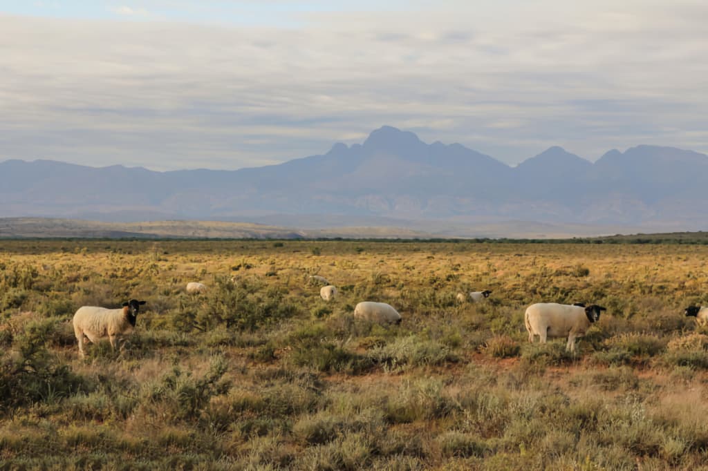 The Karoo