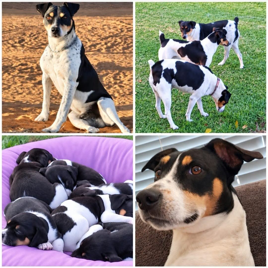 Langbeen Boere Foxterriers - Geënte honde uit ʼn uitstekende bloedlyn