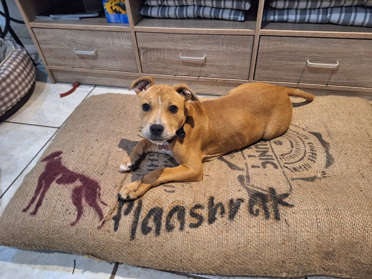 Plaasbrak, handgemaakte en onpretensieuse hondebeddens met ’n plaasgevoel